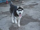 Увидеть foto Потерянные Пропала собака, порода хаски, 33836499 в Тольятти