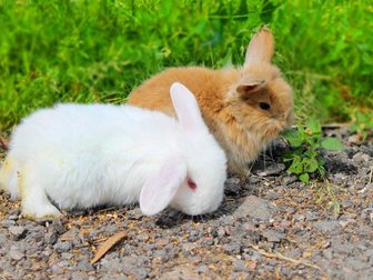 Новое фото Другие животные продаются вислоухие кролики 33075069 в Туле