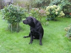 Уникальное изображение Потерялись животные Пропала собака парода Лабрадор цвет черный кличка ШЭФ! 45646789 в Твери