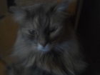  foto   -        , ,,, ,      ,  - 68702827  