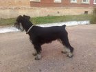 Смотреть изображение Вязка собак цвергшнауцер (сучка) ищет кобеля с документами 32355477 в Улан-Удэ