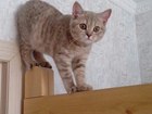 Просмотреть фотографию Вязка кошек Британская короткошерстная кошечка лилово-кремовый окрас с родословной 39859902 в Улан-Удэ
