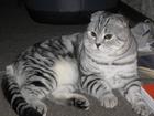 Увидеть фотографию Вязка кот шотландский вислоухий Тимка ищет кошечку коту 1,2 года 34487510 в Ульяновске