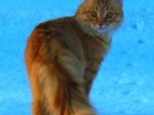 Скачать фото Потери Потерялся рыжий котик 32947581 в Урюпинске