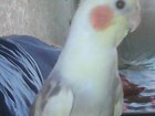 Новое изображение Найденные питомцы Пропал попугай корелла в Урюпинске Желтый 40059607 в Урюпинске