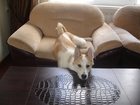 Новое изображение Вязка собак Заподно сибирская лайка, 33847545 в Великом Новгороде
