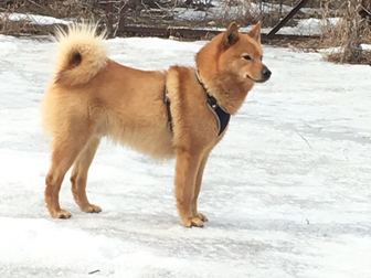 Увидеть foto Вязка собак карело-финская лайка кобель 38908326 в Великом Новгороде