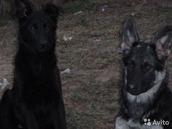 Продается щенок ВЕО от отличных производителей, Проживает вместе с родителями загородом, Отличный охранник и друг, Возвраст 3,5 месяца, в Великом Новгороде