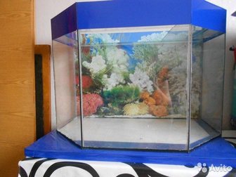 Свежее foto Аквариумные рыбки Продам аквариум 32696139 в Владикавказе