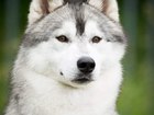 Просмотреть изображение Вязка собак Шикарные представители породы Сибирский Хаски 40057367 в Владимире