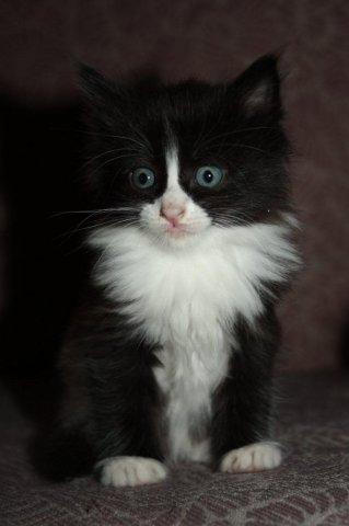 Котята Черные С Белой Грудкой Фото