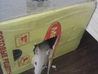 Смотреть фото Грызуны СРОЧНО продам декоративных крысят (4 девочки и 1 мальчик), 32309979 в Воронеже