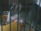 Уникальное изображение Грызуны Продам декоративных крысят, 2 девочки,1 мальчик, 33092896 в Воронеже