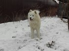 Уникальное foto Вязка собак Предлагается для вязки Кобель самоеда 68833712 в Воронеже