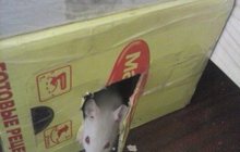 продам декоративных крысят (4 девочки и 1 мальчик)