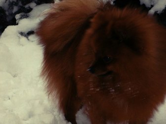 Просмотреть фотографию Вязка собак Предлагаю для вязки кобеля Шпиц (померанский) 38315258 в Воронеже