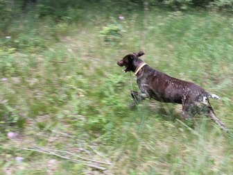 Уникальное фотографию Вязка собак Породистый курцхаар для вязки, Пёс красивый,ухоженный,умный, команды знает, к охоте натаскан, Все прививки делаются каждый год (соответствующие документы имеютс 39924393 в Воронеже
