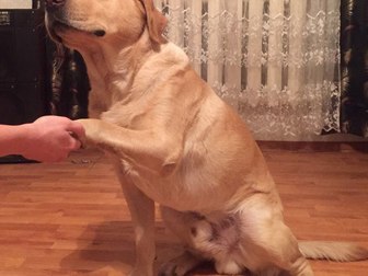 Увидеть foto Вязка собак Лабрадор ретривер, кобель для вязки 45092645 в Воронеже