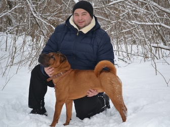 Свежее изображение Вязка собак Шарпей кобель для вязки, 2,5 года, Отличные родители, 64792283 в Воронеже