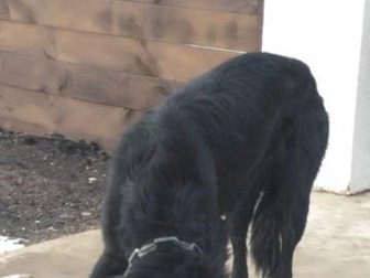 Найдена собака, предположительно девочка, черная с ошейником(металлическая цепь) в поселке Изумрудный рядом с деревней Медовка,  Ищем старых или новых ответственных в Воронеже