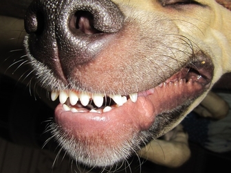 Уникальное foto Вязка собак Кабель для вязки бесплатно, для здоровья 81082816 в Воронеже