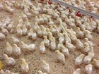 Увидеть foto Другие животные Реализуем суточный и подрощенный молодняк цыплят бройлеров 32431263 в Зверево